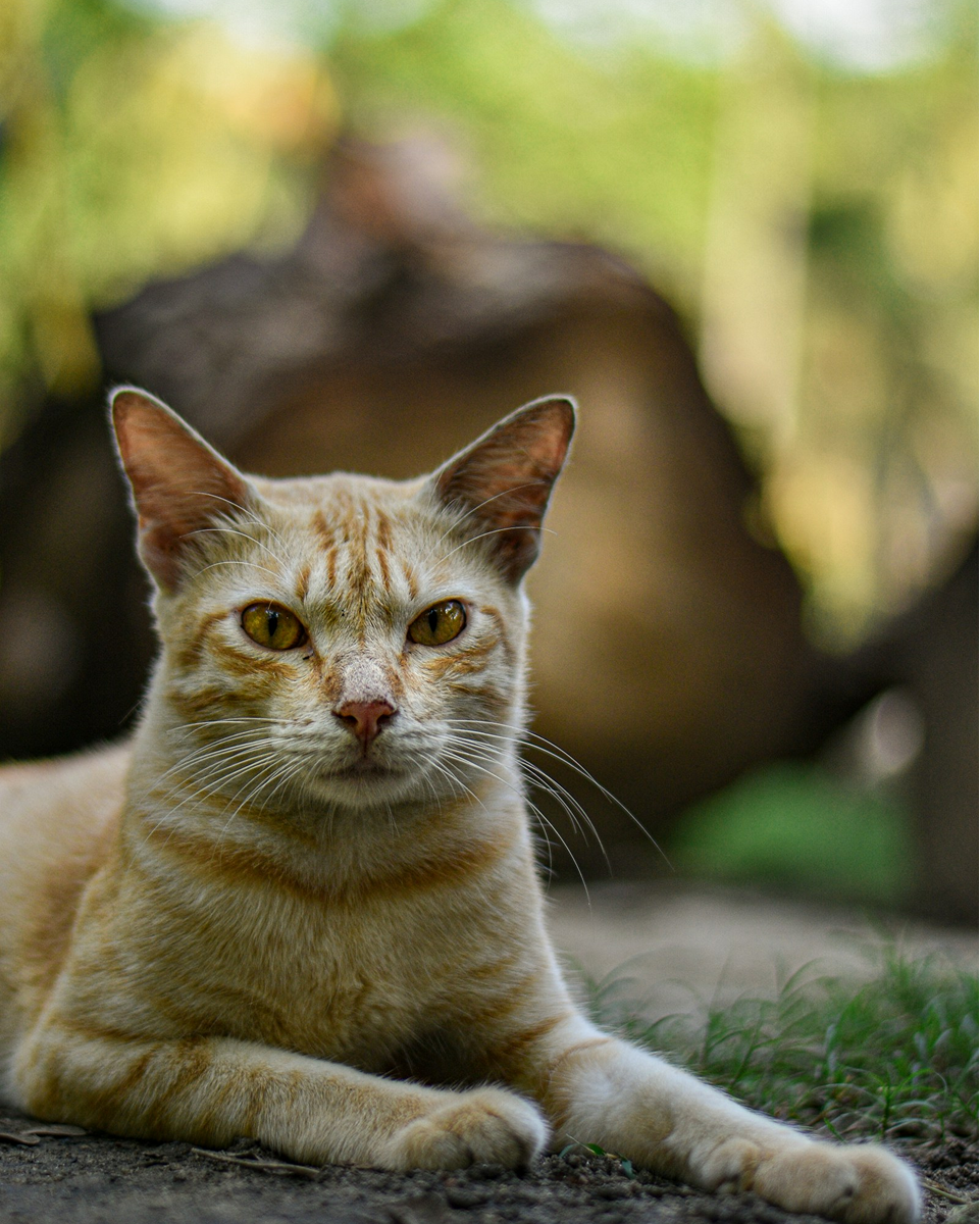 Burmese
